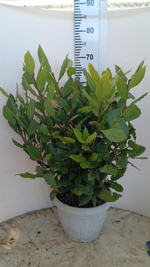 ALLORO (Laurus Nobilis) VASO 25