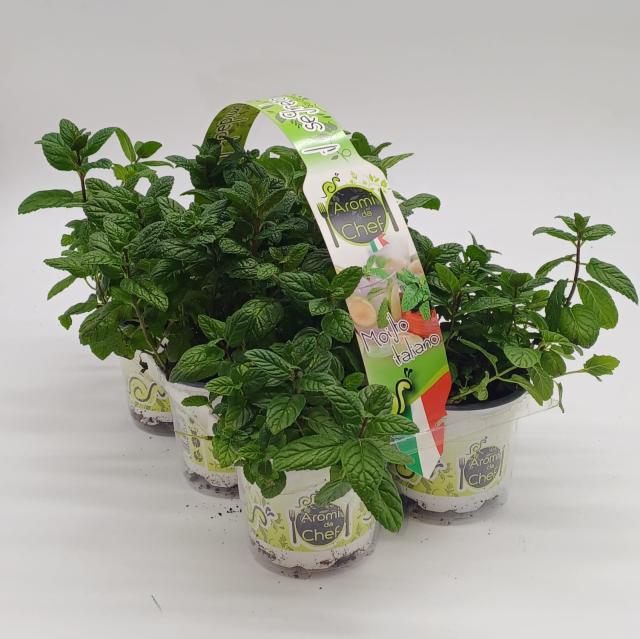 AROMATICHE V9 Cestino *Mojito*   