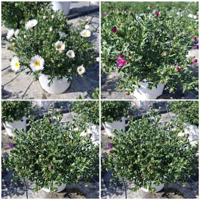 ASTER DUMOSUS VASO 14