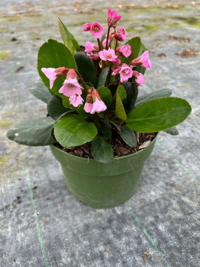 BERGENIA *Rosi Klose* V18               