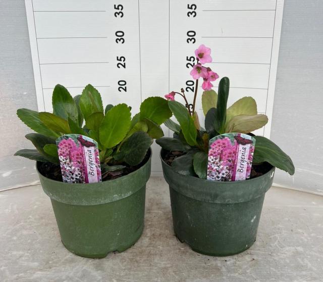 BERGENIA *Rosi Klose* V18               