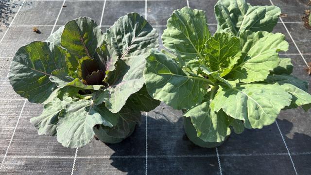 BRASSICA VASO 14 Foglia liscia