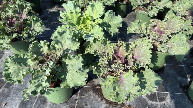 BRASSICA VASO 14 Foglia riccia