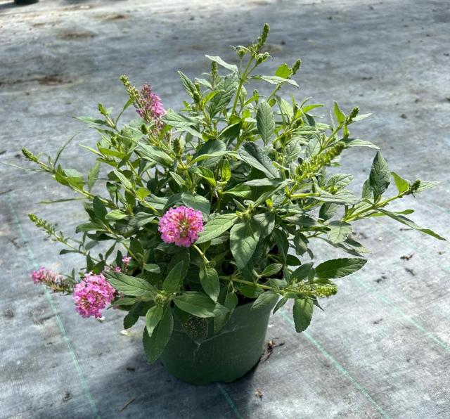 BUDDLEYA VASO 18