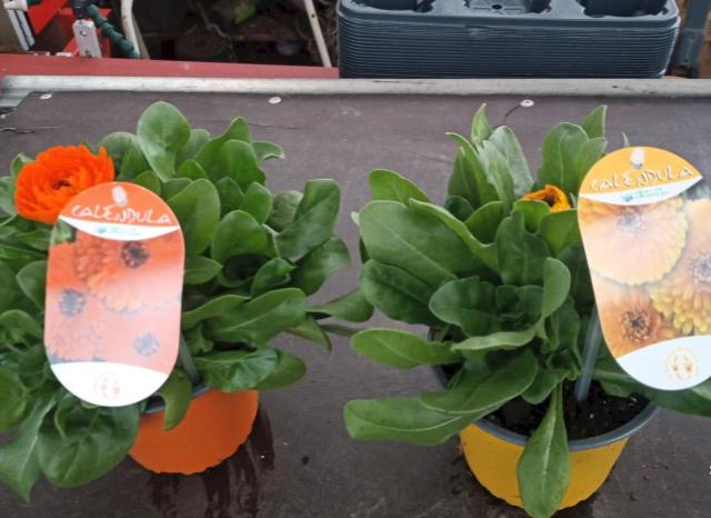 CALENDULA *Selezione* VASO 14