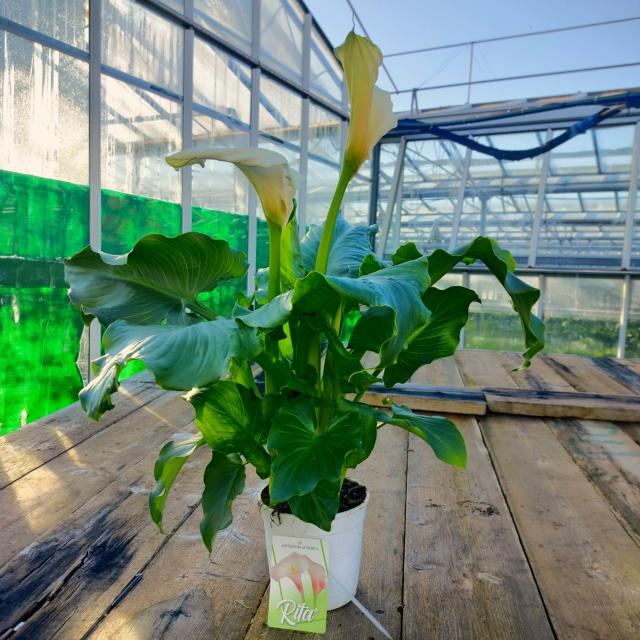 CALLA ZANTEDESCHIA *Rita* V18     