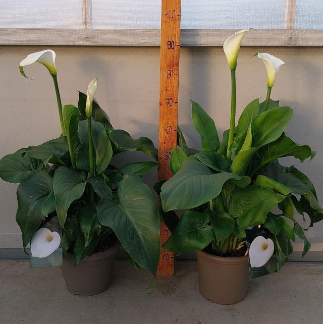 CALLA ZANTEDESCHIA VASO 25