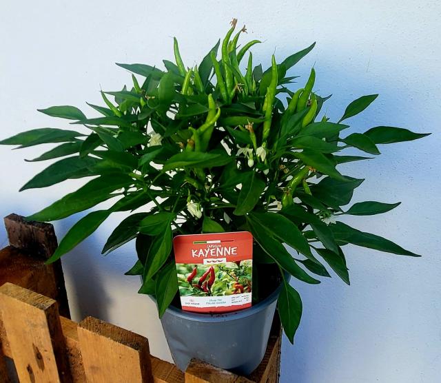 CAPSICUM VASO 14 EXTRA *Cajenna*