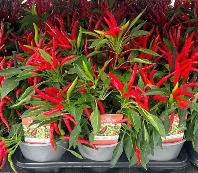 CAPSICUM VASO 14 EXTRA *Cajenna*