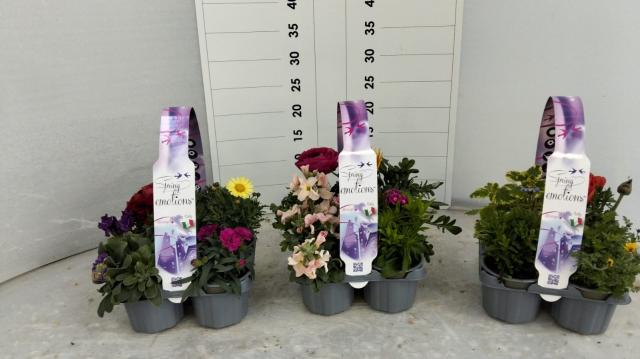 CESTINO PRIMAVERA VASO 9 Mix