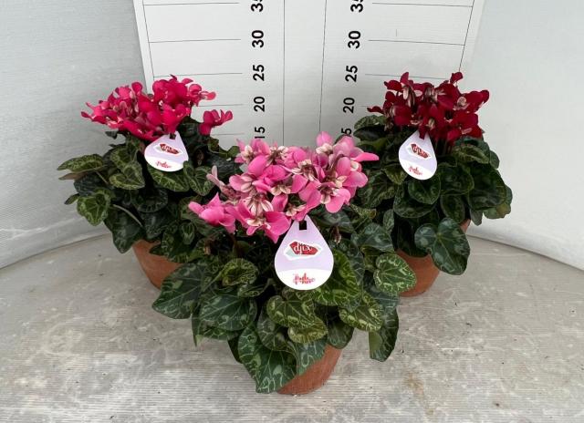CICLAMINO DJIX VASO 15 T.COTTA 