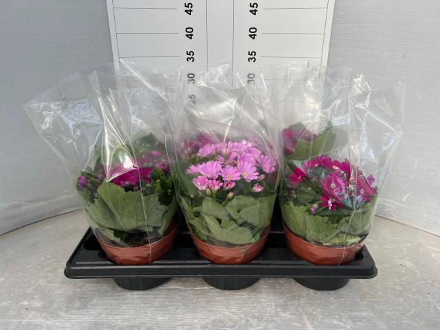 CINERARIA MULTIFLORA VASO 14 Eco