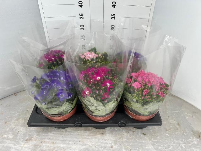 CINERARIA MULTIFLORA VASO 14 Eco