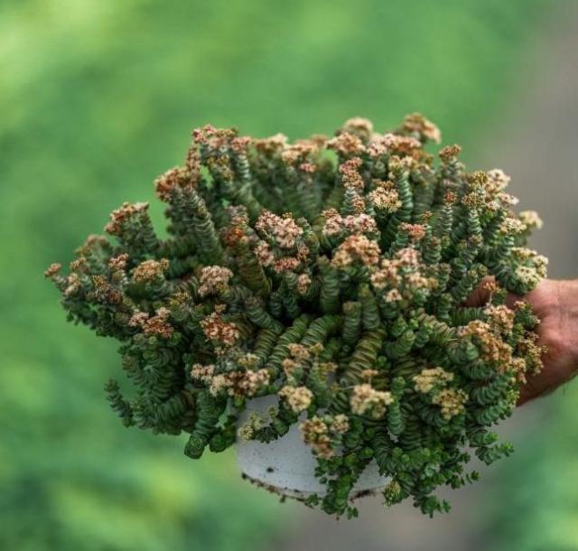 CRASSULA MARNIERIANA V17  
