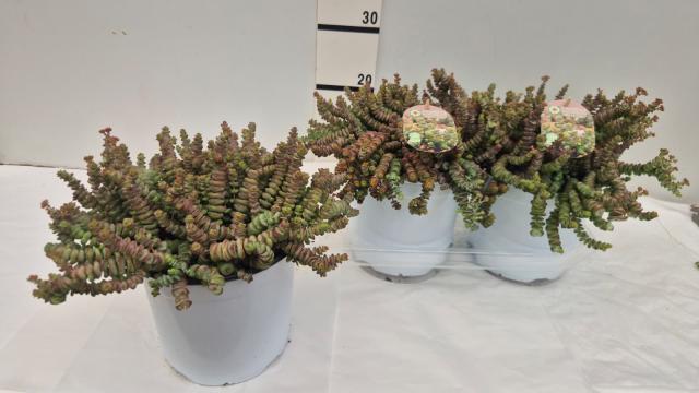 CRASSULA MARNIERIANA V19  