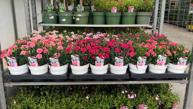 DIANTHUS *Oscar* VASO 14 EXTRA