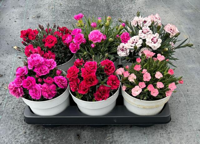 DIANTHUS *Mix variet�* VASO 14