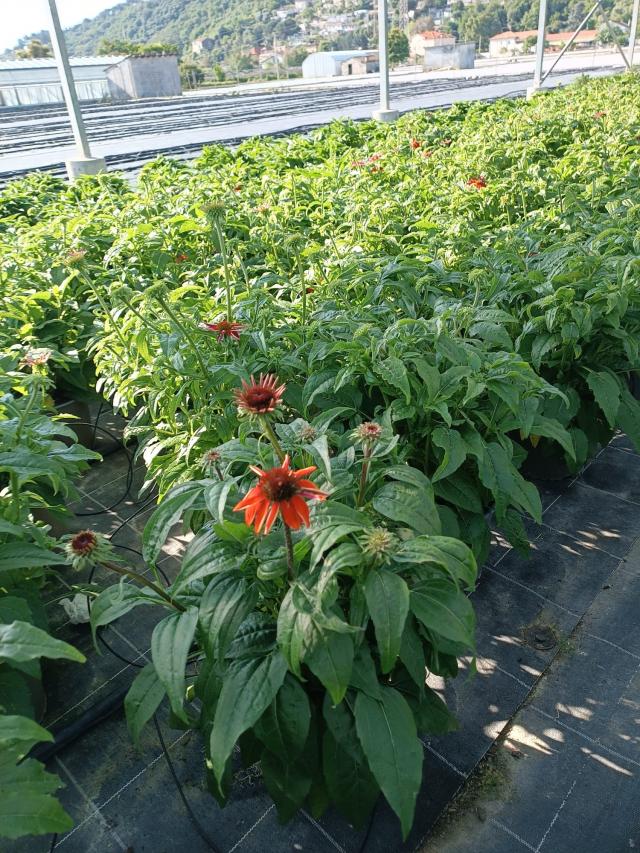 ECHINACEA PURPUREA VASO 18