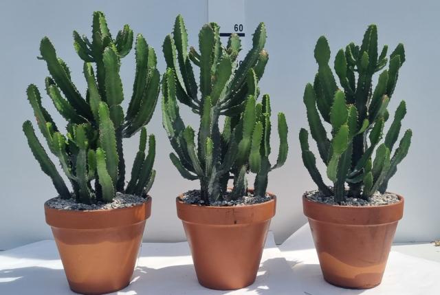 EUPHORBIA TRIANGULARIS V24