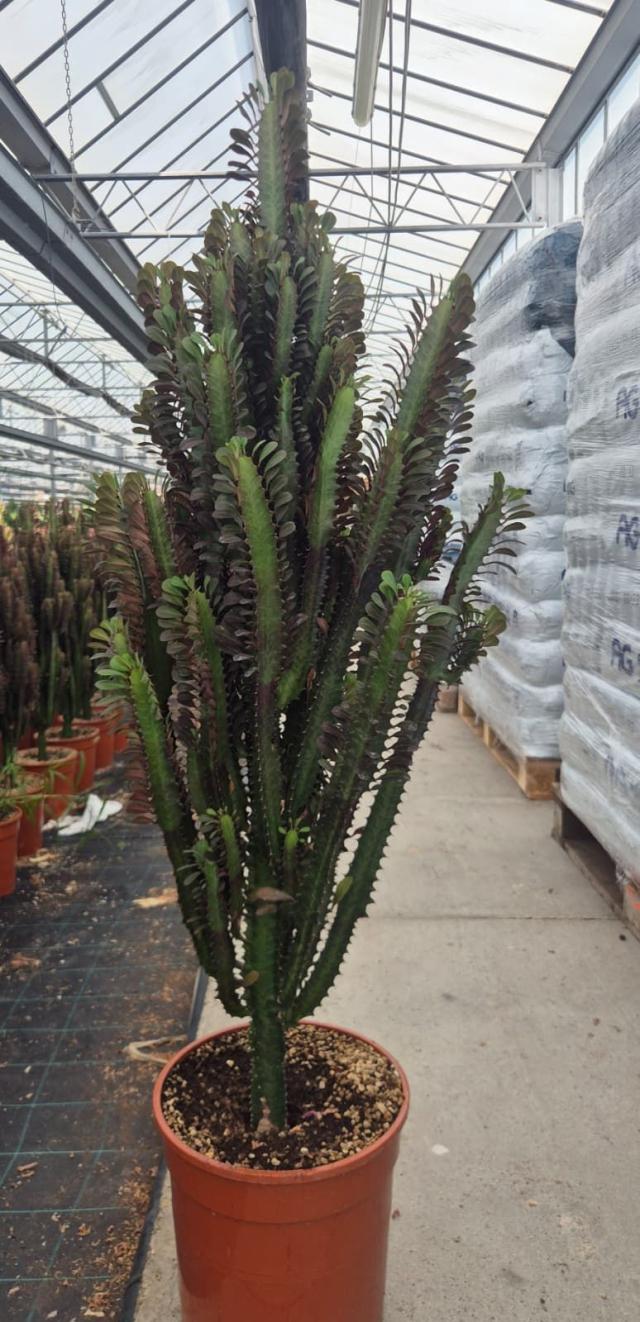 EUPHORBIA TRIGONA *Rubra* V27    
