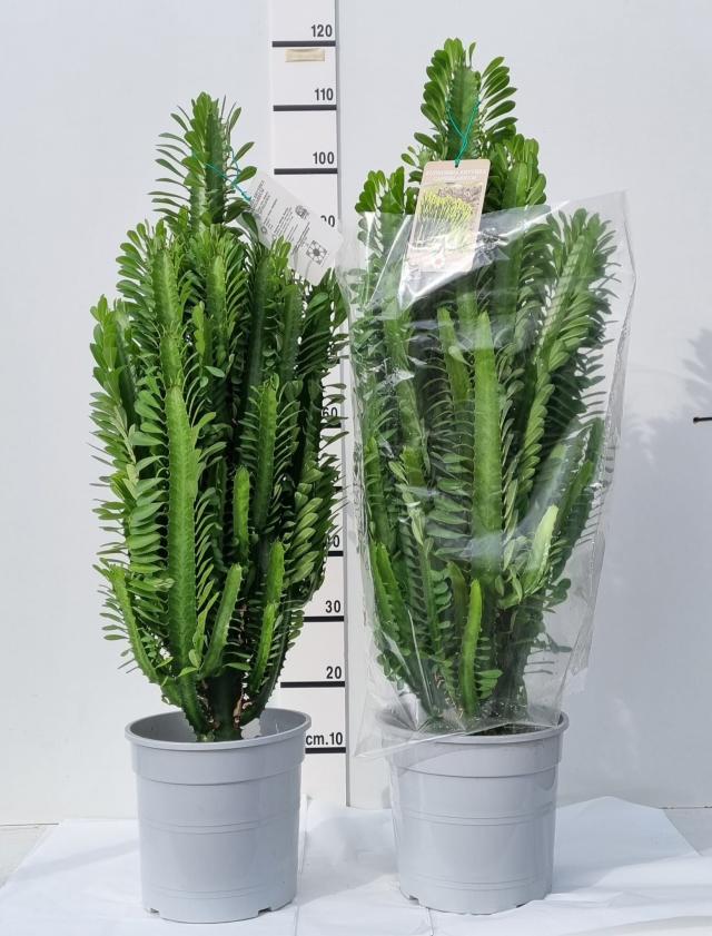 EUPHORBIA TRIGONA V27     