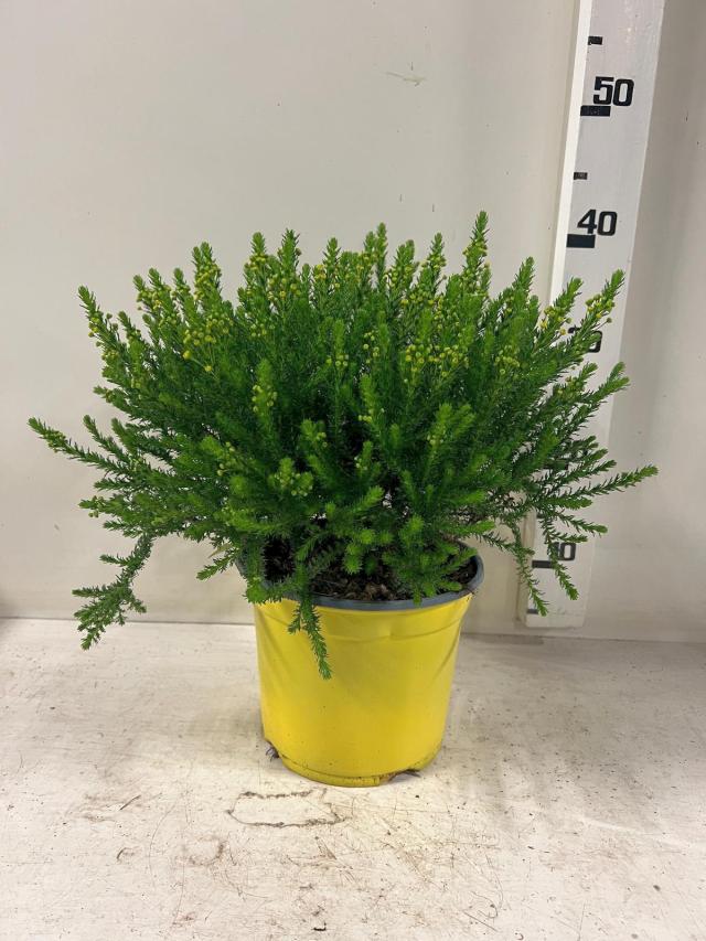 EURYOPS Virgineus VASO 18
