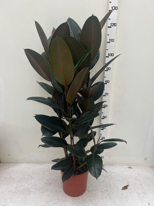 FICUS ELASTICA ABIDJAN V24