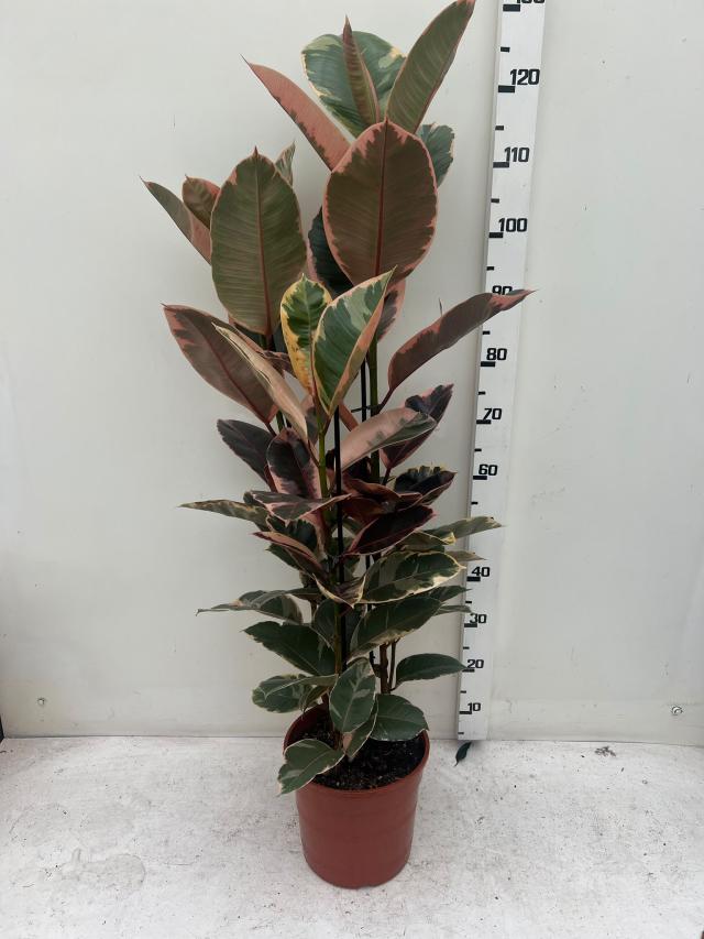 FICUS ELASTICA BELIZE V24