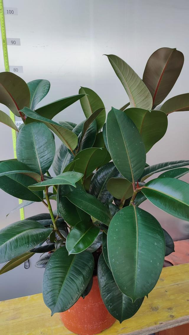 FICUS ELASTICA ROBUSTA V24