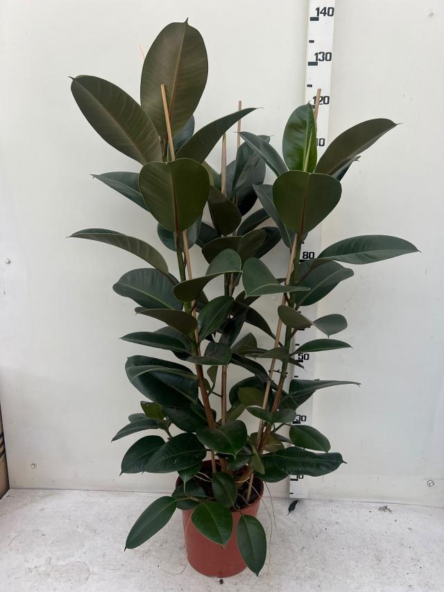 FICUS ELASTICA ROBUSTA V24
