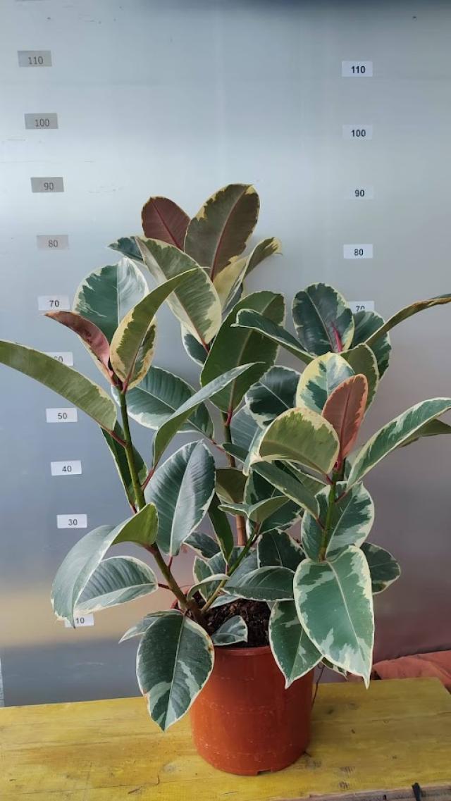 FICUS ELASTICA TINEKE cesp. V24