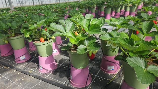 FRAGRARIA (Fragola) VASO 14