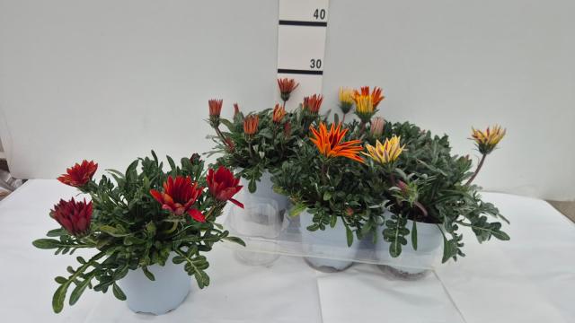 GAZANIA VASO 14 tono su tono