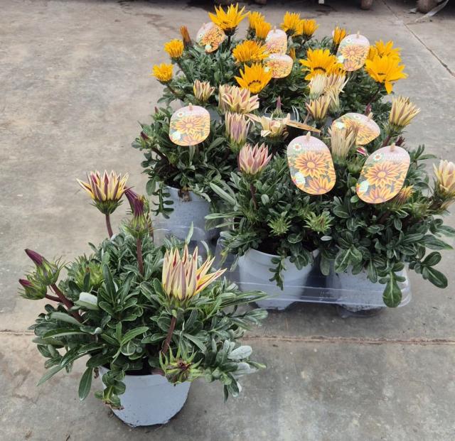 GAZANIA *Selezione* VASO 14