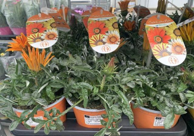 GAZANIA *Selezione* VASO 14