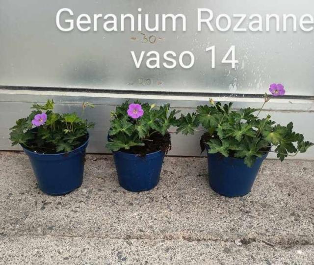 GERANIO WALLICHIANUM VASO 14   