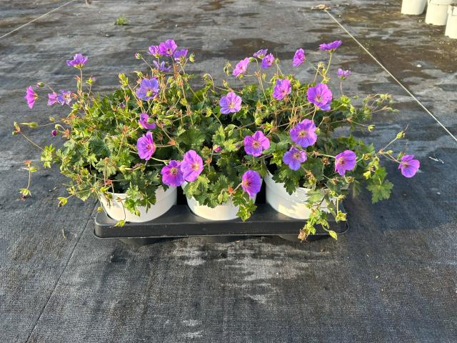 GERANIO WALLICHIANUM VASO 14   