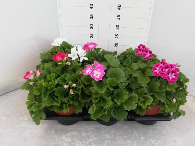 GERANIO MACRANTA (P. Grandiflorum) VASO 15