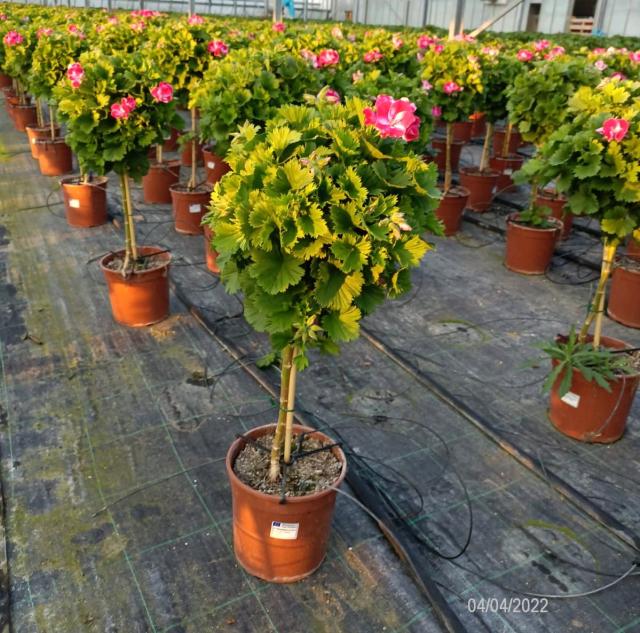 Oddone - Albenga - webshop all'ingrosso - Ordini online piante in vaso  dalla riviera ligure
