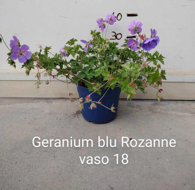 GERANIO *Rozanne* VASO 18