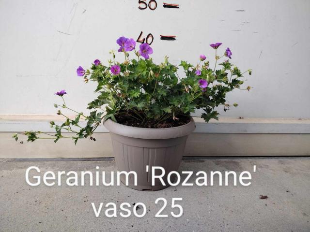 GERANIO V25 WALLICHIUANUM   