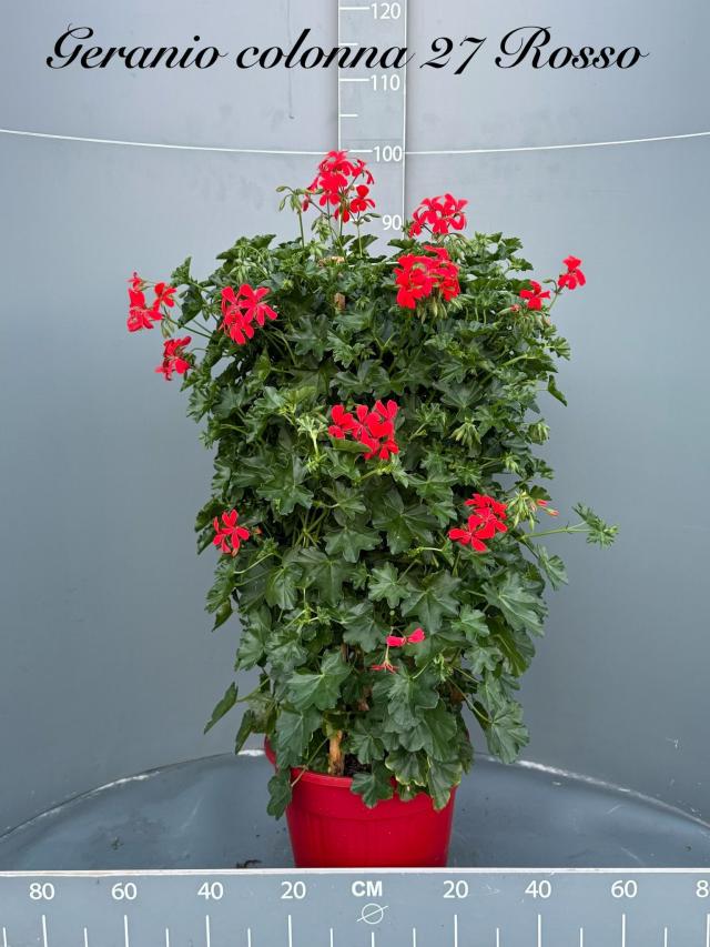 GERANIO PARIGINO VASO 27 Colonna