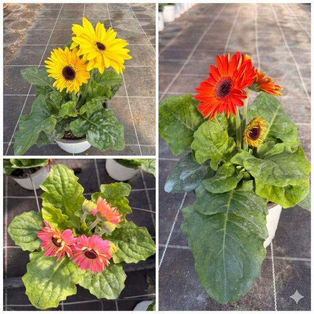 GERBERA *Joybera* VASO 14