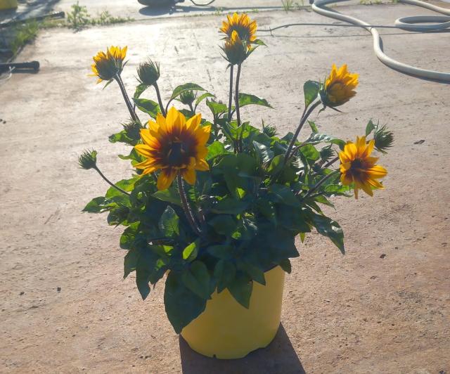 GIRASOLE *Sunbelivable* VASO 18