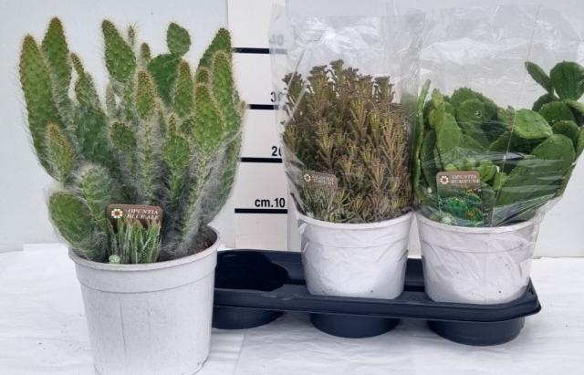 GRASSE SUCCULENTE MIX V19