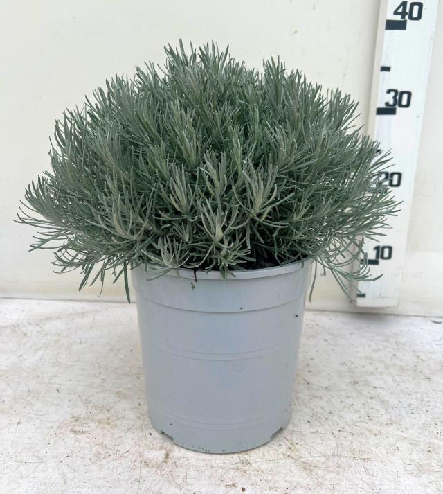 HELYCRISUM V18 ITALICUM