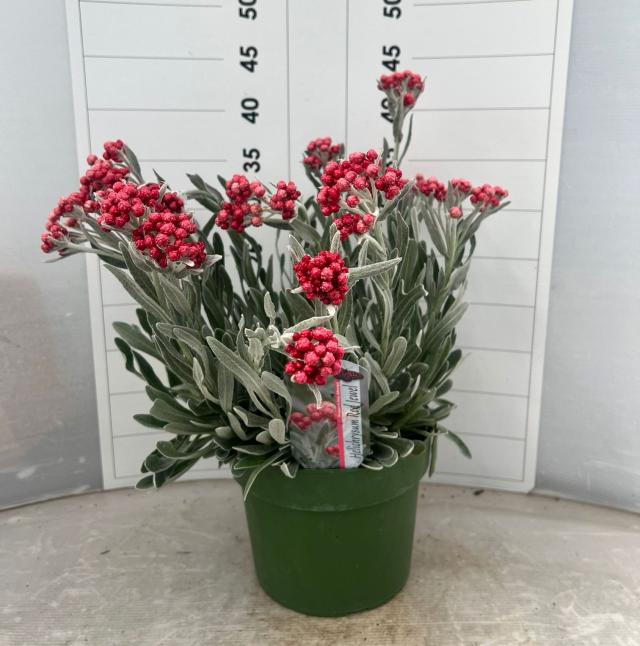 HELYCRISUM *Red Jewel* V18    