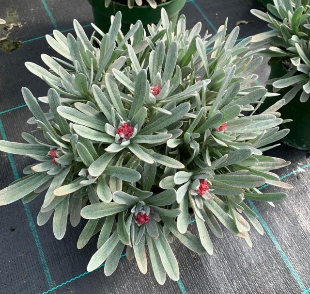 HELYCRISUM *Red Jewel* V18    