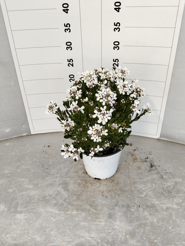 IBERIS SEMPERFLORENS VASO 14