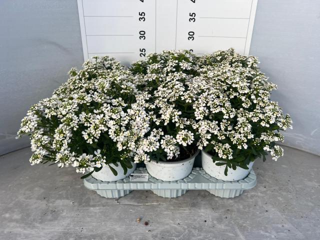 IBERIS SEMPERFLORENS VASO 14 Tardivo